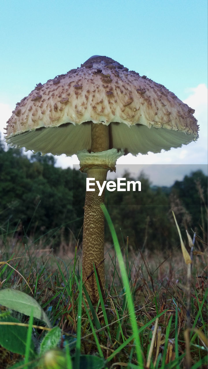 Surface level of mushroom on mountain against sky