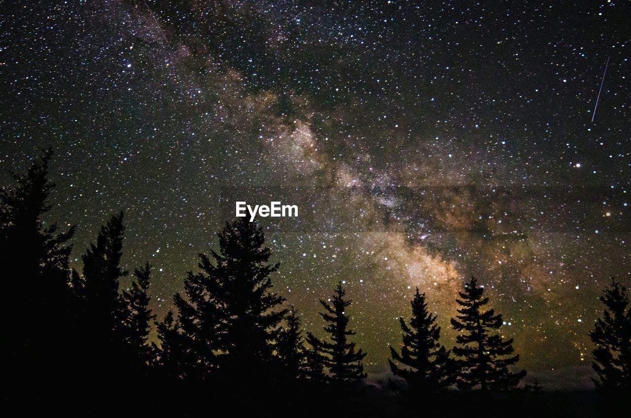 Low angle view of trees against starry sky