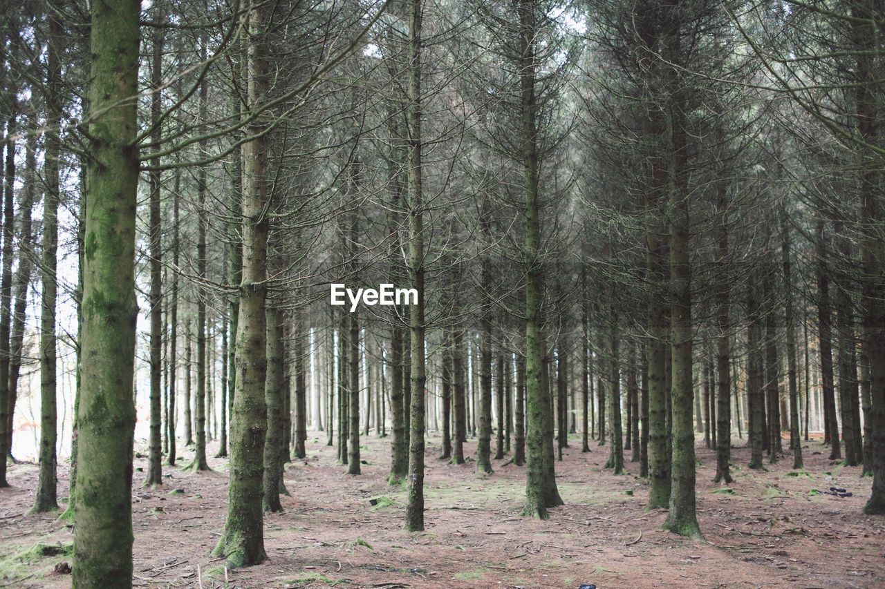Trees in forest against sky