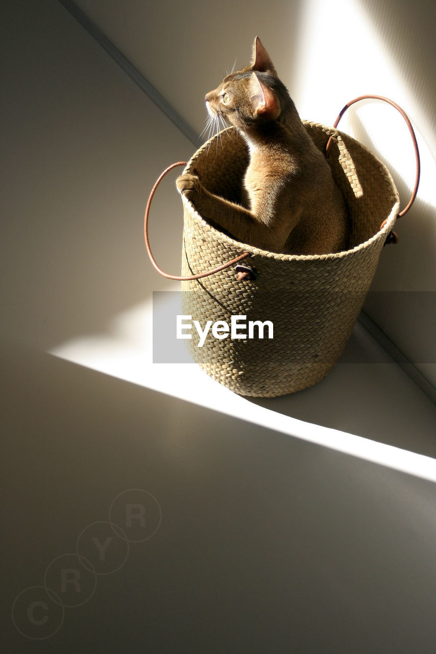 High angle view of cat hiding in basket at home