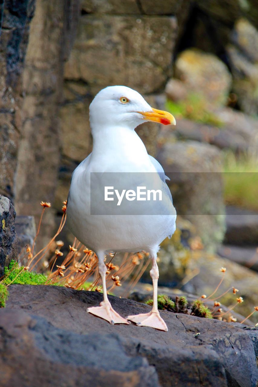 CLOSE-UP OF SEAGULL PERCHING ON A WOOD
