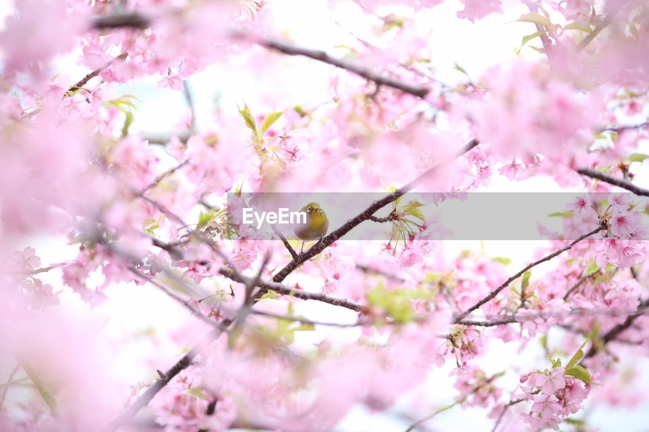 Bird perching on branch of cherry blossom tree