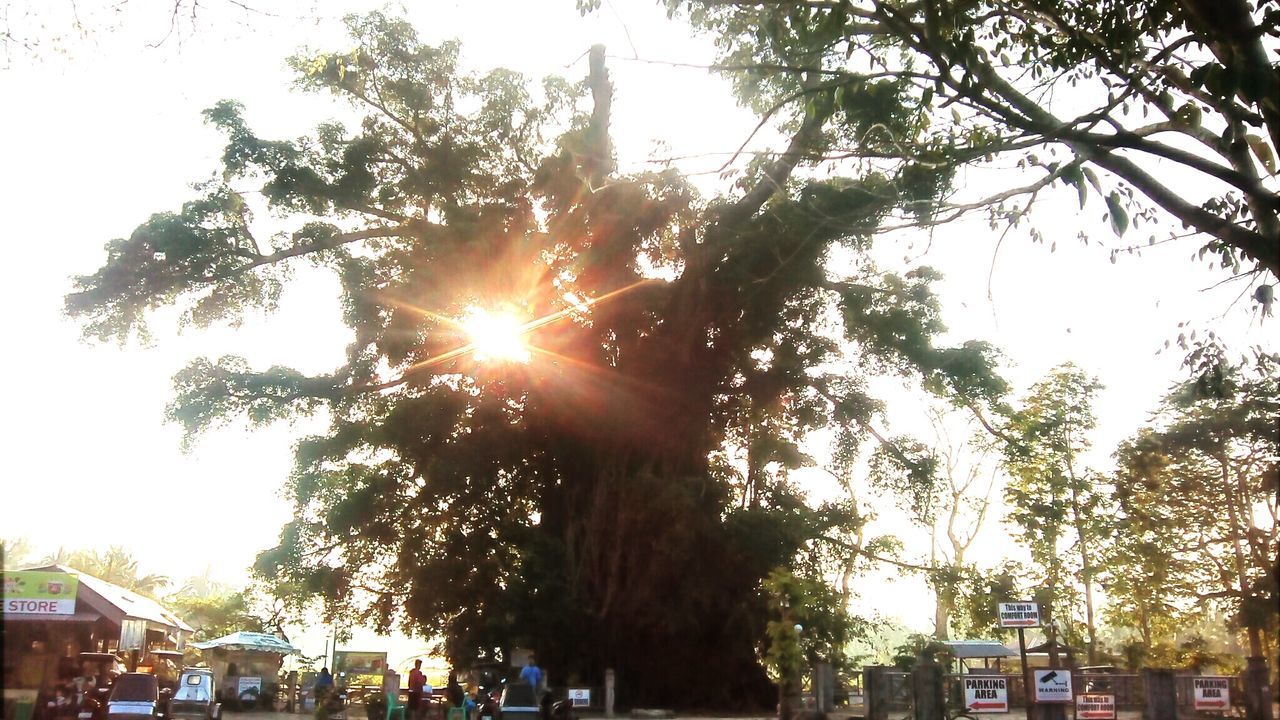 LOW ANGLE VIEW OF TREES