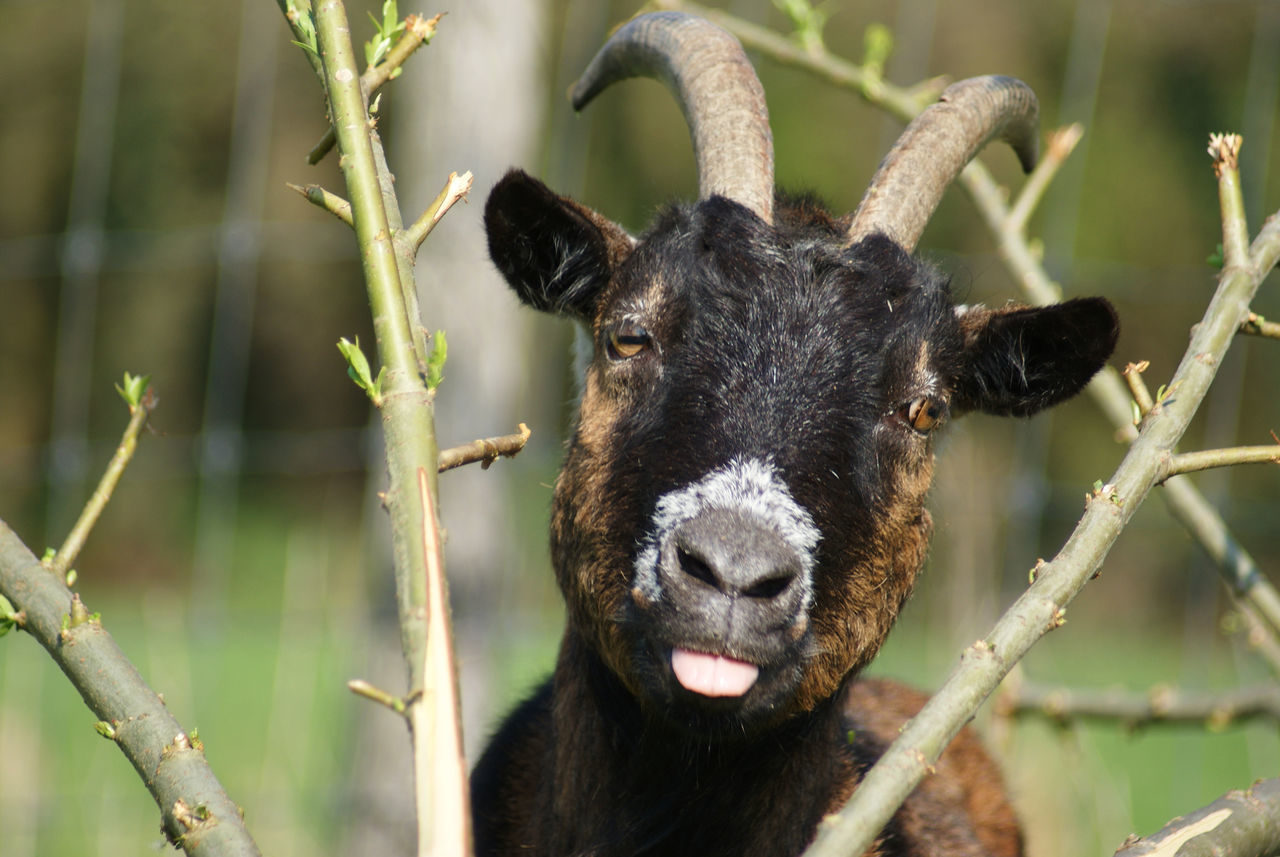 Close-up portrait of a young animal head | ID: 141961366