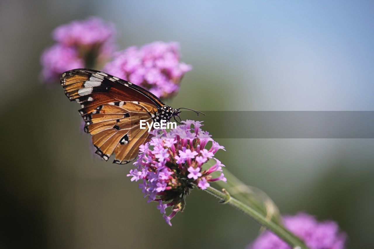 CLOSE-UP OF BUTTERFLY POLLINATING ON PURPLE FLOWERING