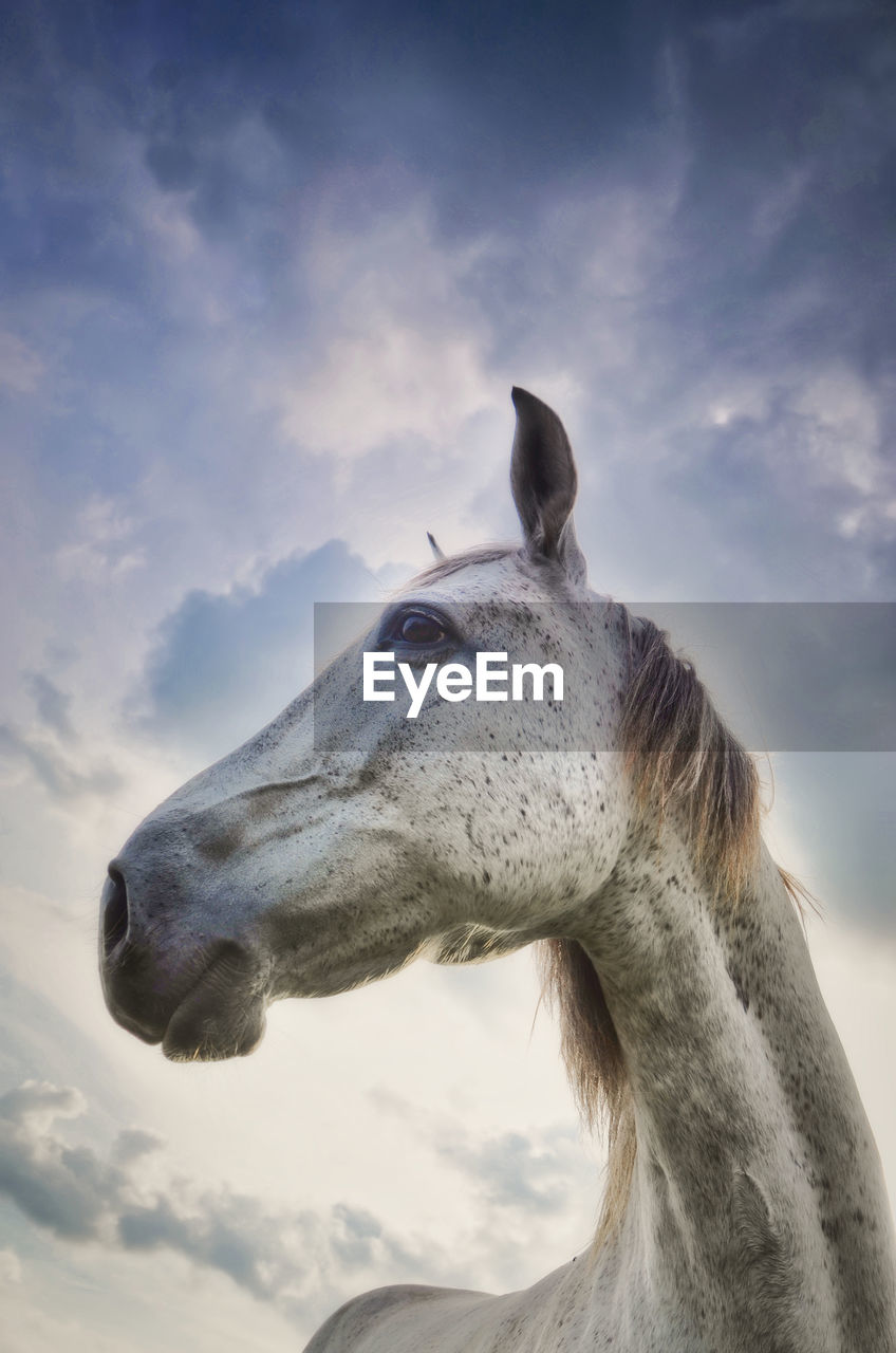 White Horse And Cloud Sky One Animal Horse Animal On Eyeem