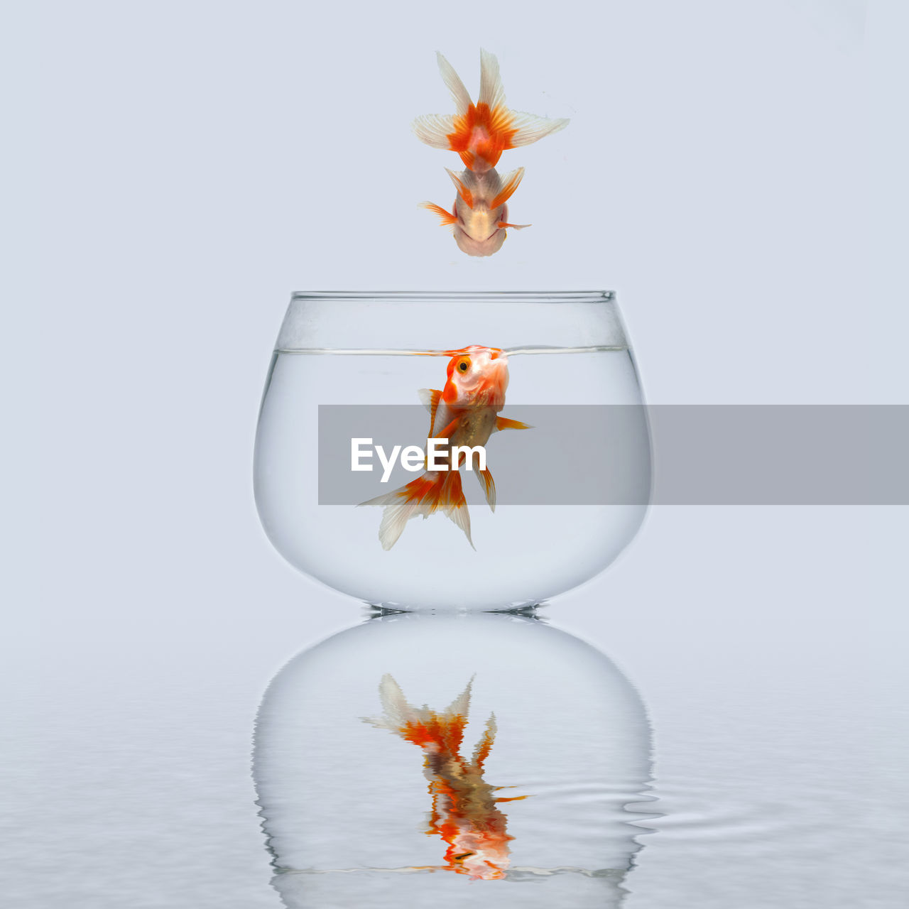 Close-up of fish swimming in fishbowl against white background