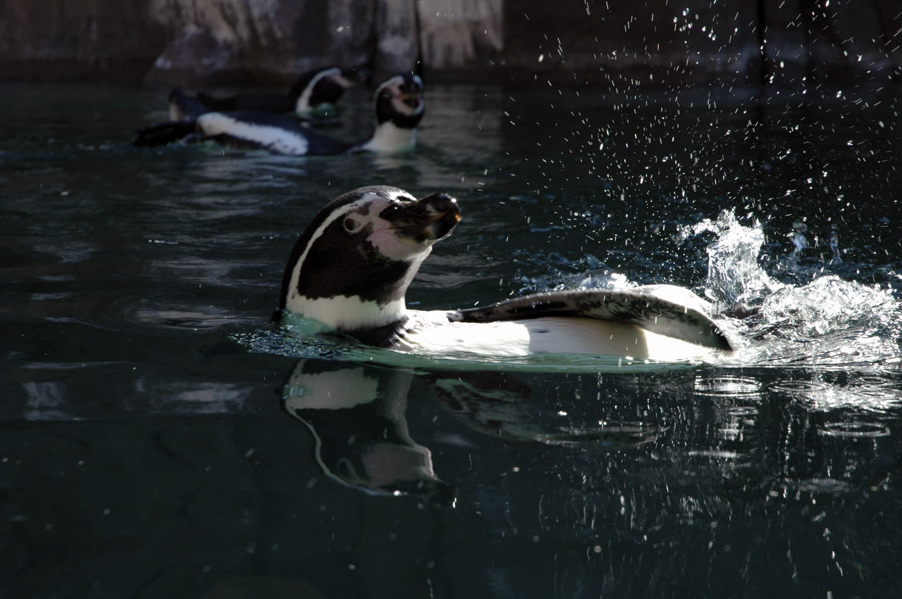 Penguin swimming in lake
