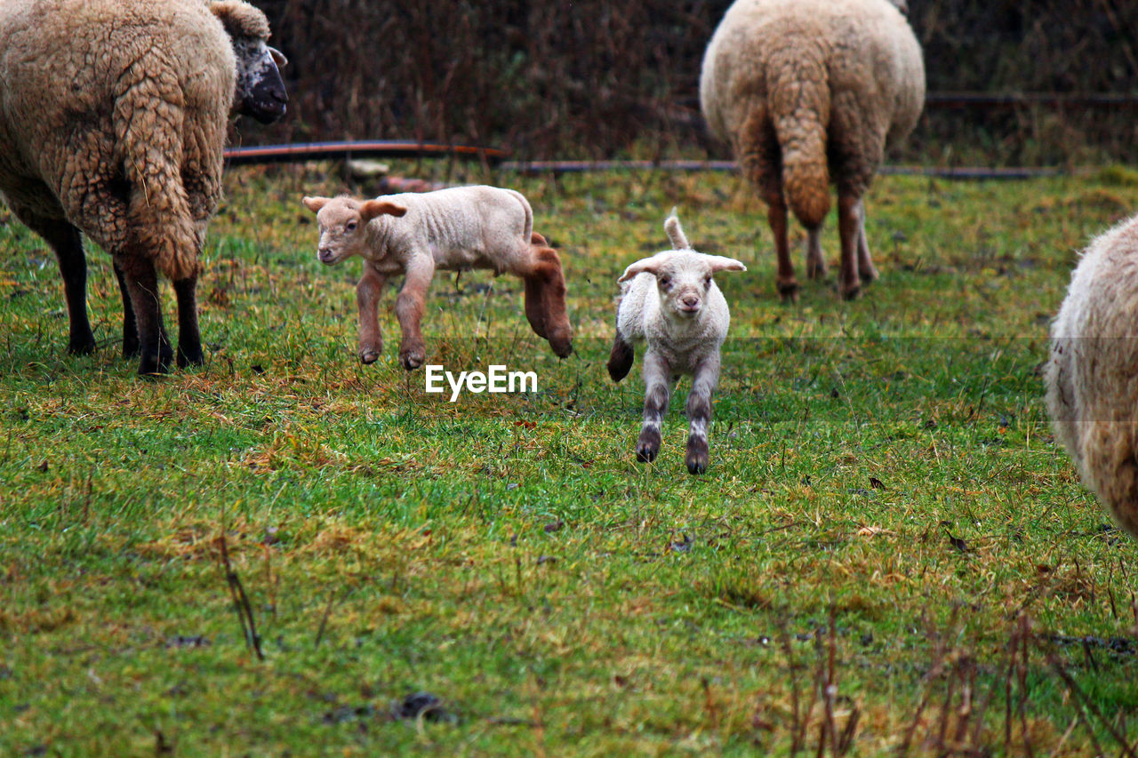 Lambs running on field
