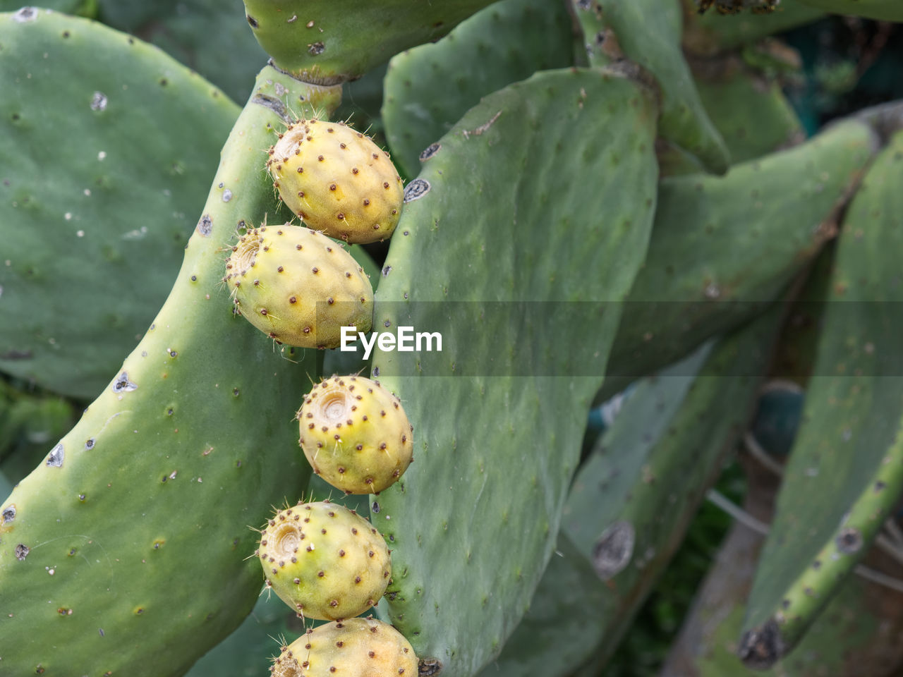 CLOSE-UP OF FRUITS GROWING ON CACTUS IN GARDEN