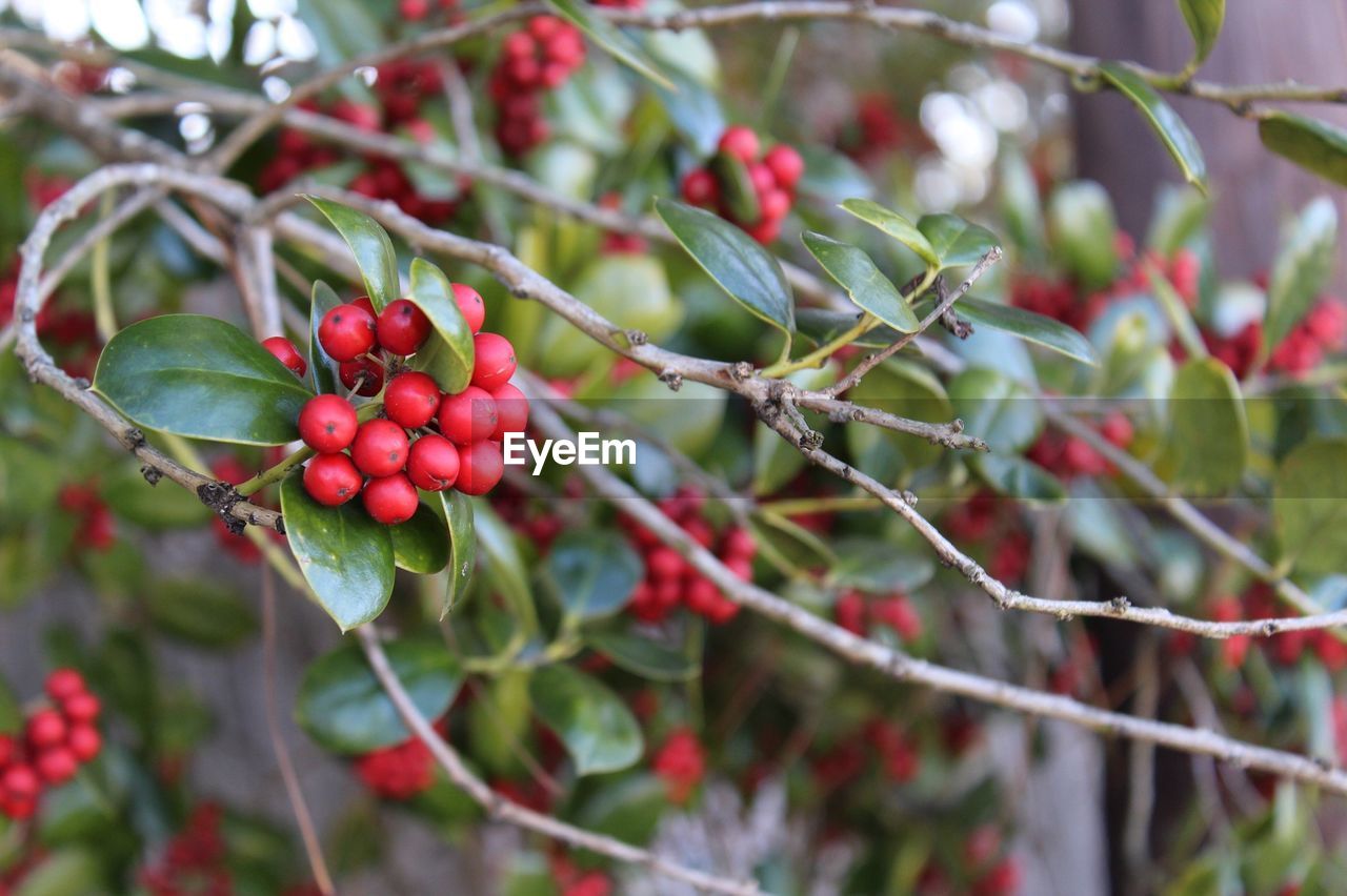Close-up of berries growing outdoors