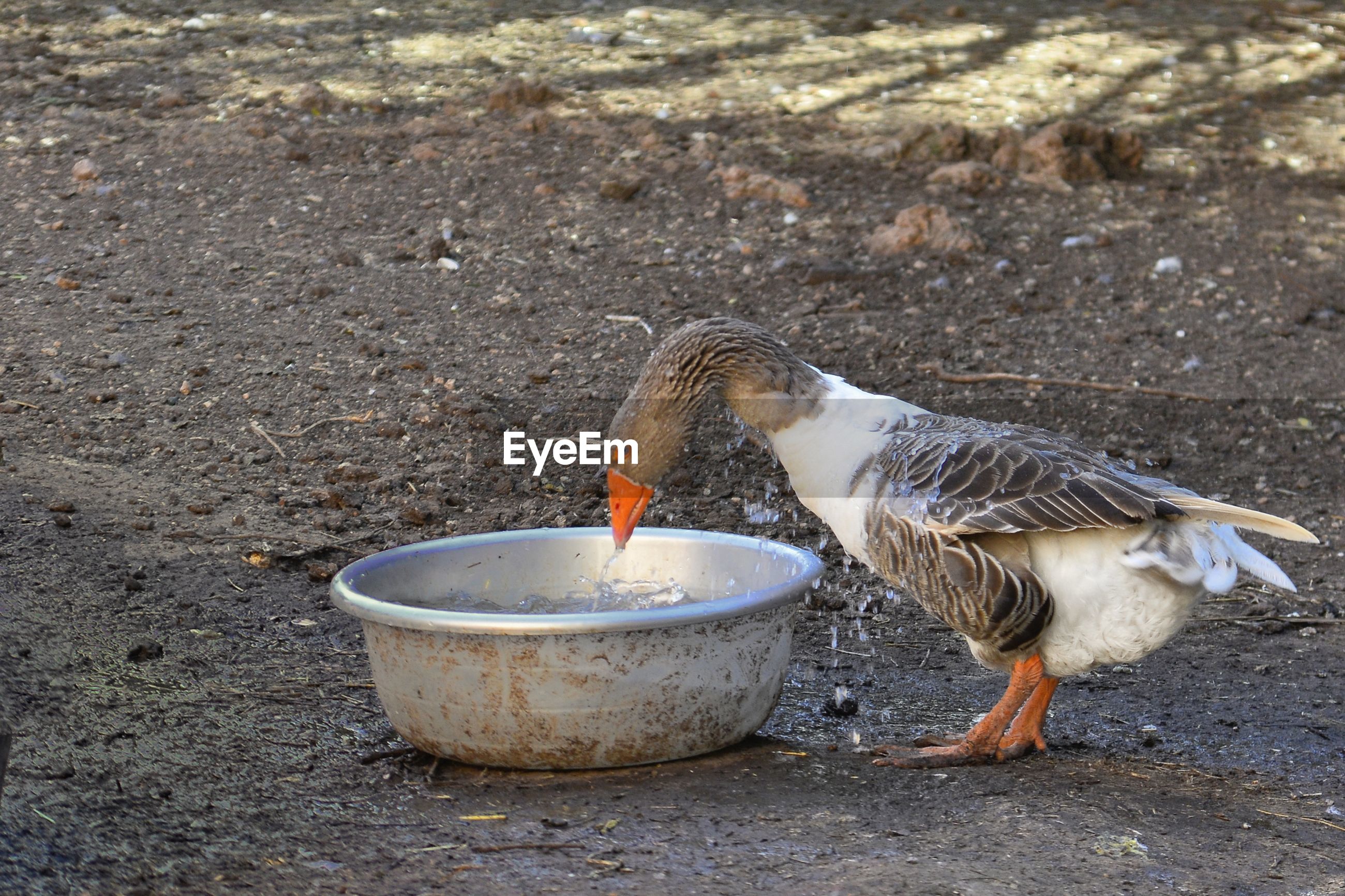 High angle view of bird eating food in water ID 127094268
