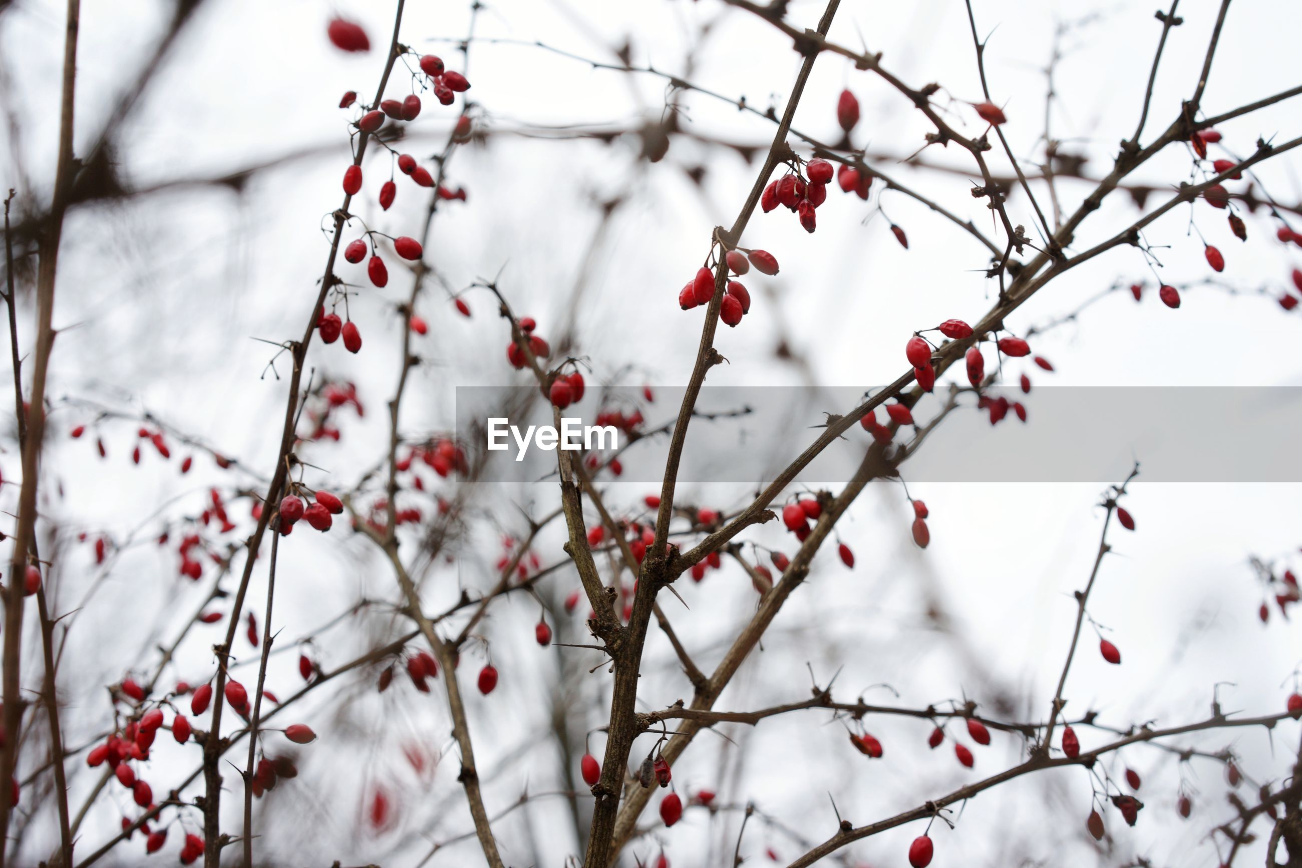 Red berries on tree branch during winter | ID: 157308009