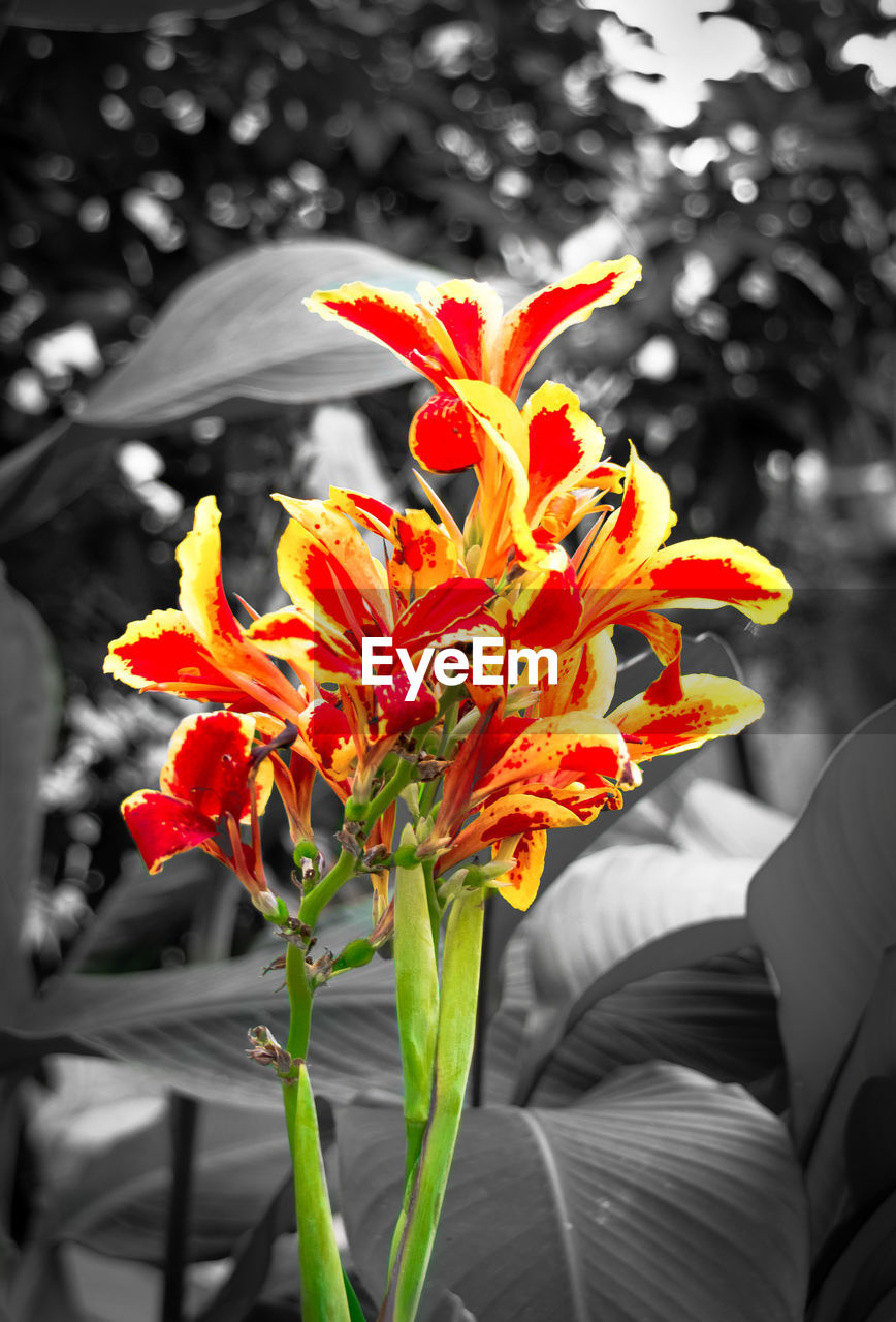 CLOSE-UP OF ORANGE DAY LILIES BLOOMING OUTDOORS