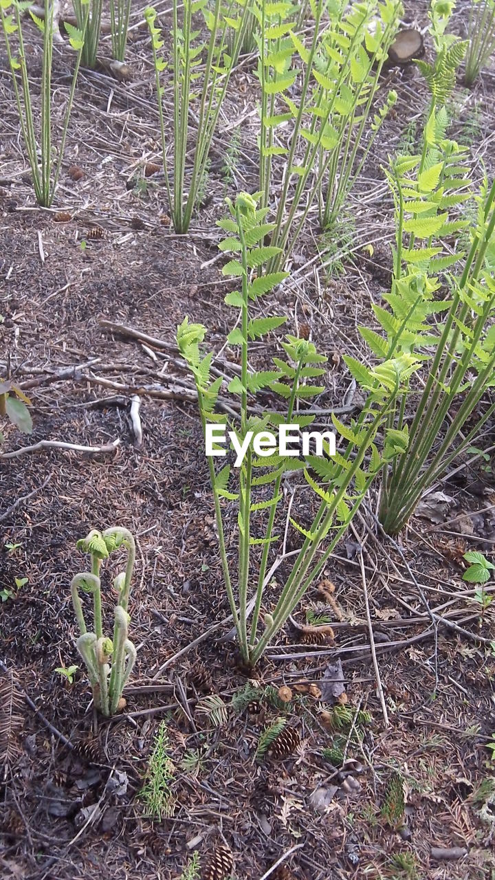 PLANTS GROWING IN FIELD