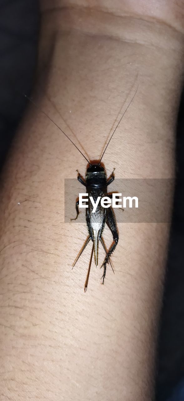animal themes, animal, insect, one animal, animal wildlife, close-up, wildlife, one person, macro photography, limb, hand, human skin, skin, focus on foreground, day, animal body part, pest
