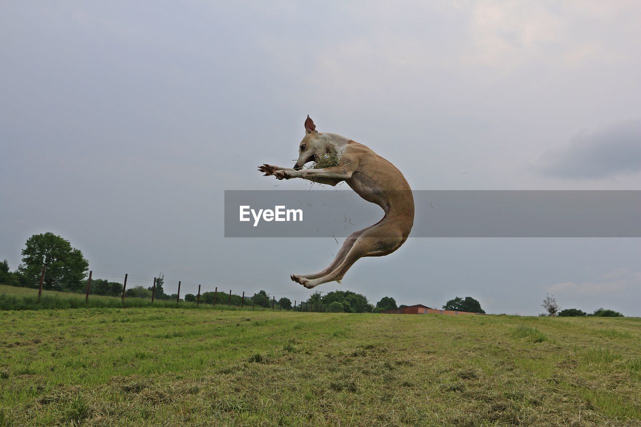 Dog jumping on field against sky