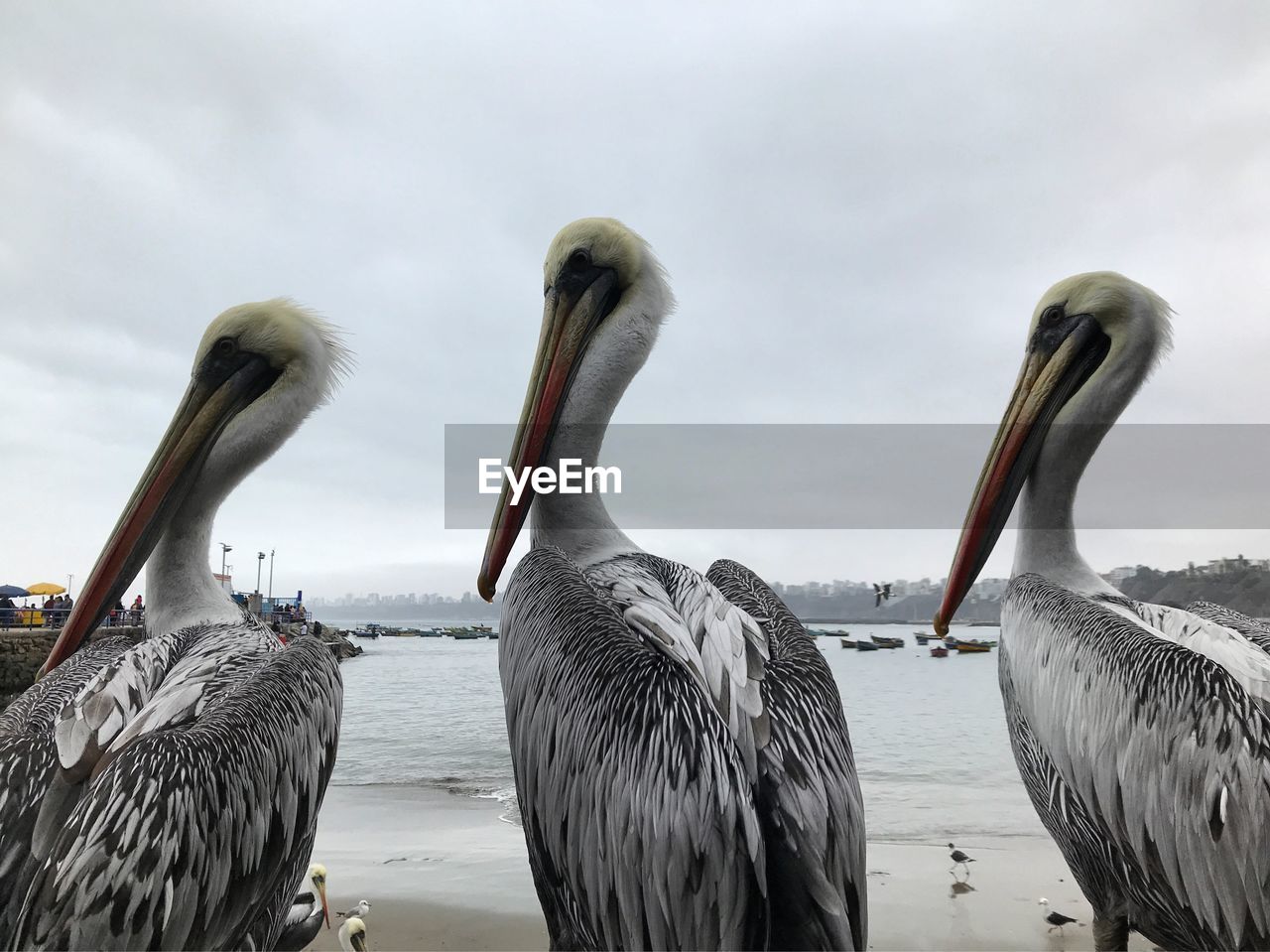 Pelicans perching at beach against sky