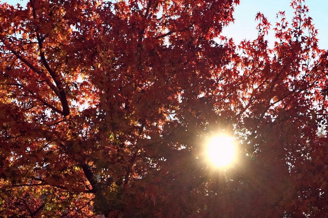 SUN SHINING THROUGH TREES