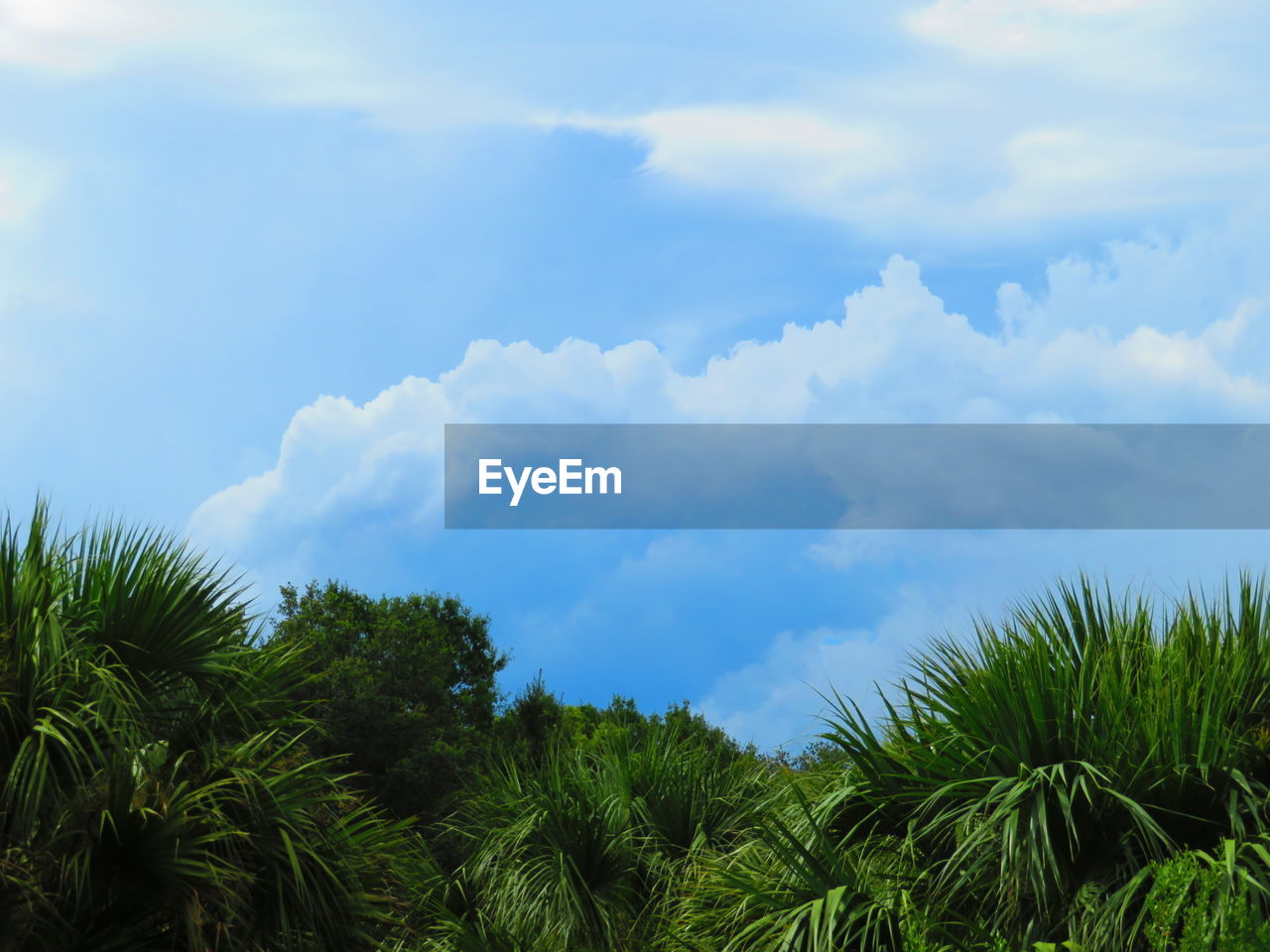 Tree Palm Tree Blue Forest Tree Area Sky Cloud On Eyeem