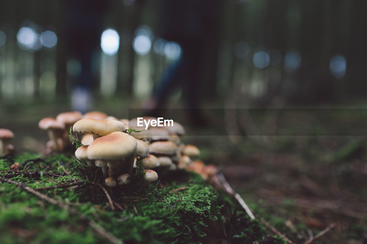 Close-up of mushrooms