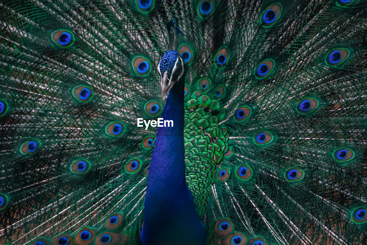 Close-up of peacock