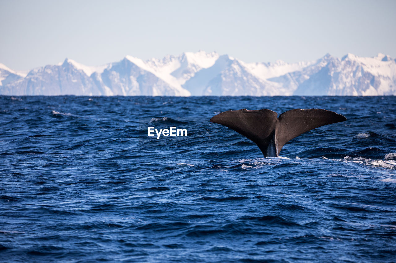 Whale in sea against snowcapped mountains