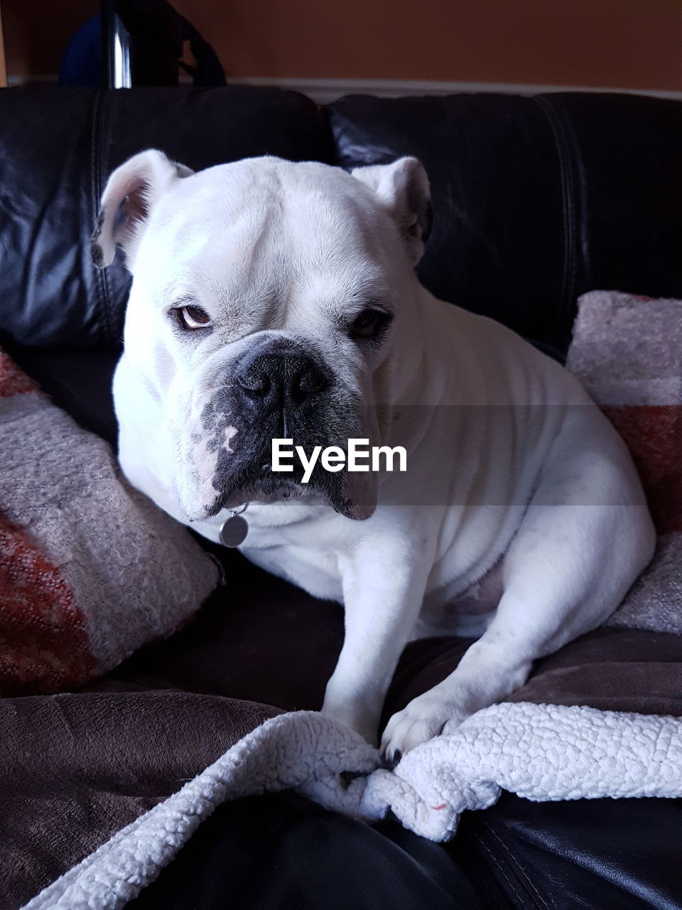 CLOSE-UP OF DOG LYING ON SOFA AT HOME