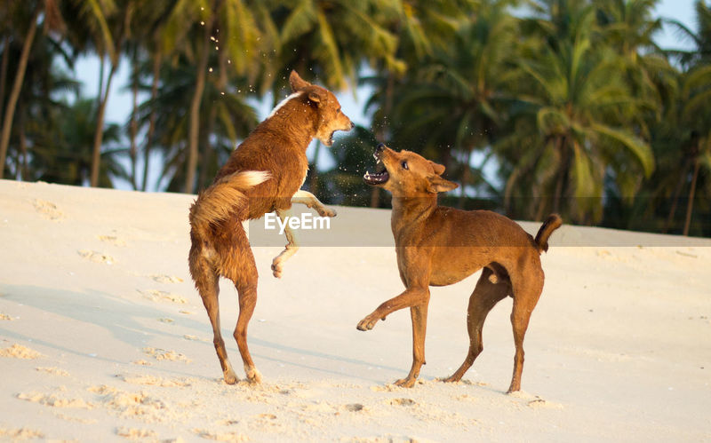 Dogs fighting on beach | ID: 103894390