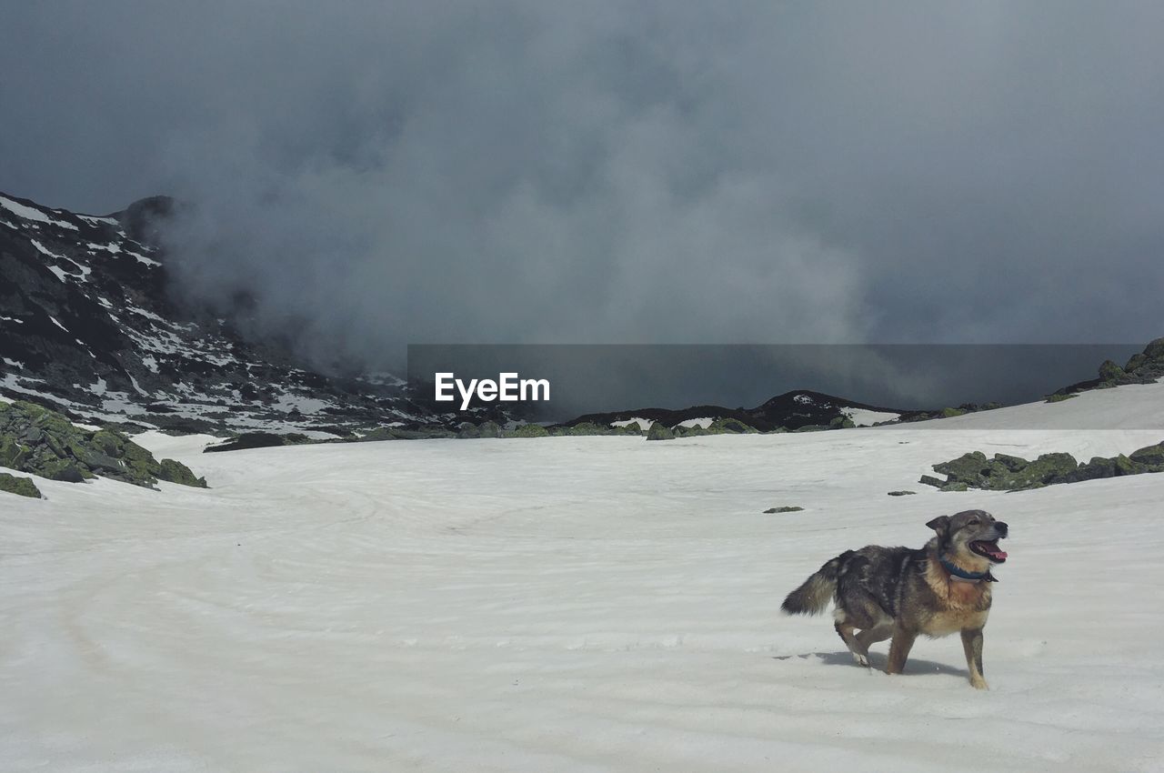 DOG ON SNOW COVERED MOUNTAINS