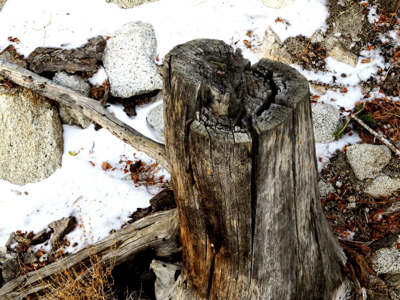 High Angle View Of Tree Stump In Winter On Eyeem