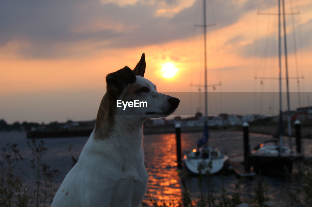 DOG LOOKING AWAY AGAINST SKY