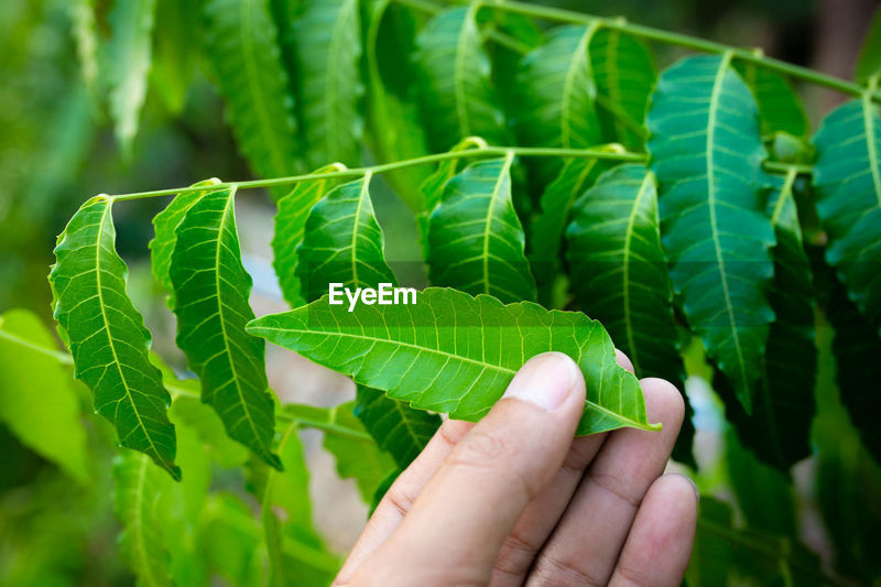 New Top Leaf Of Neem Plant Azadirachta Id