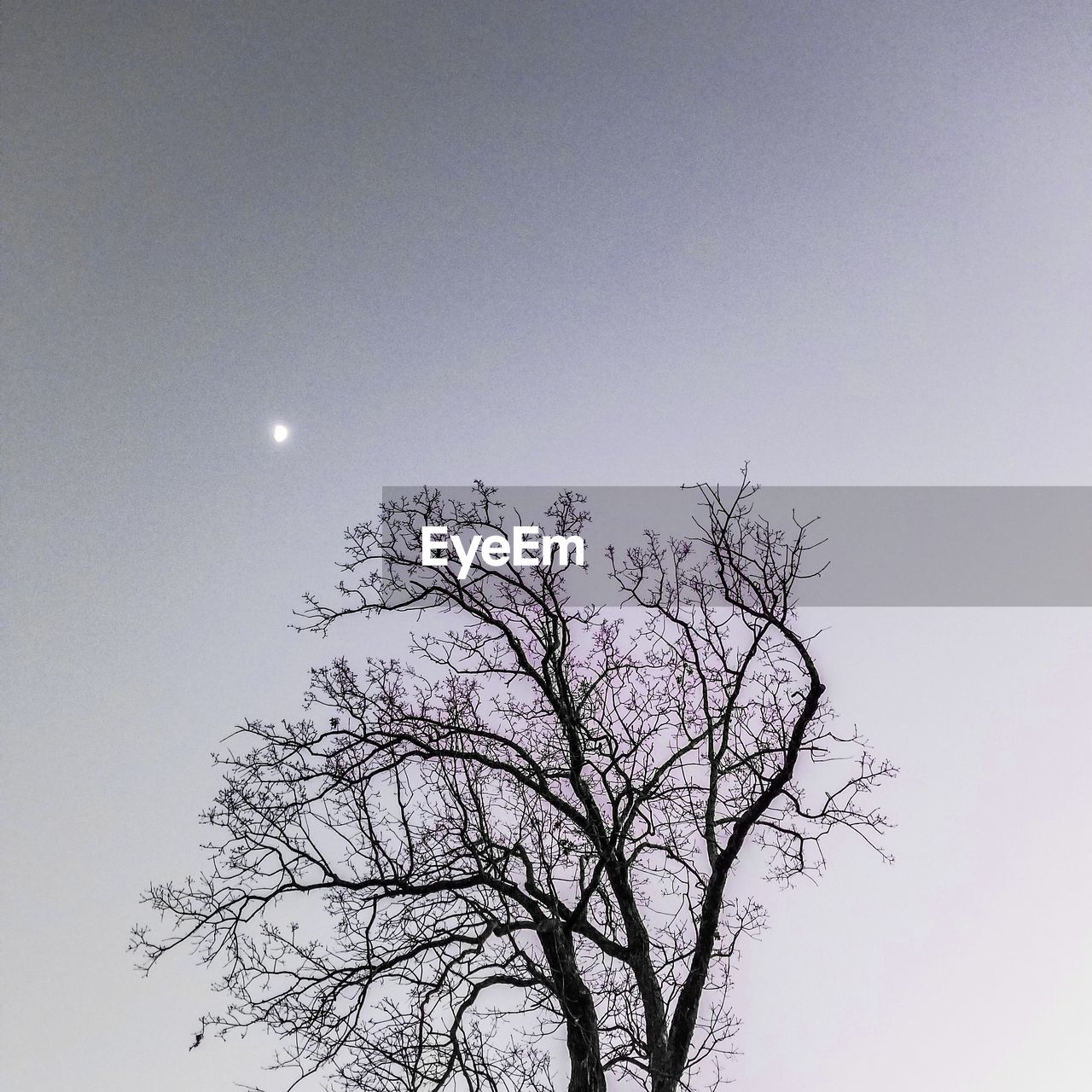 LOW ANGLE VIEW OF TREE AGAINST SKY AT NIGHT