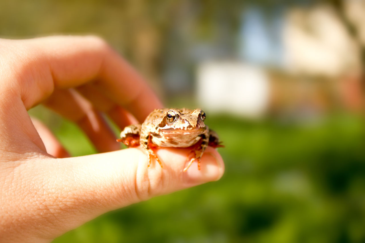Close-up of hand holding frog outdoors