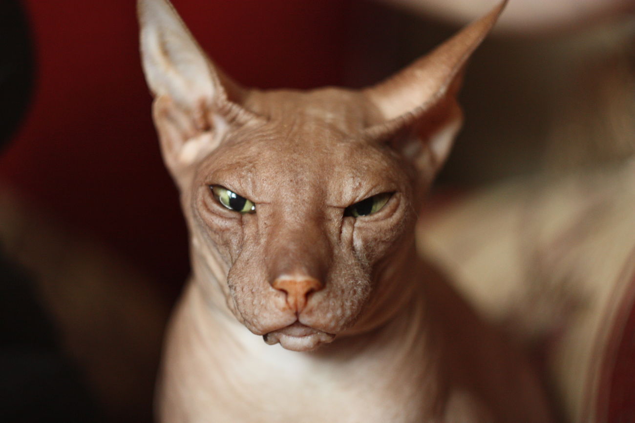 Close Up Of Angry Sphynx Hairless Cat Id 57168258