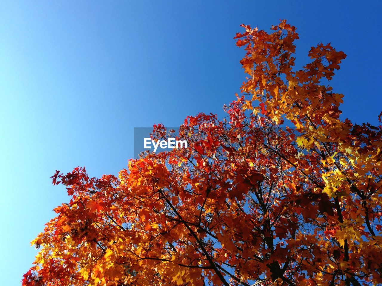 Low angle view of cherry blossom tree against blue sky