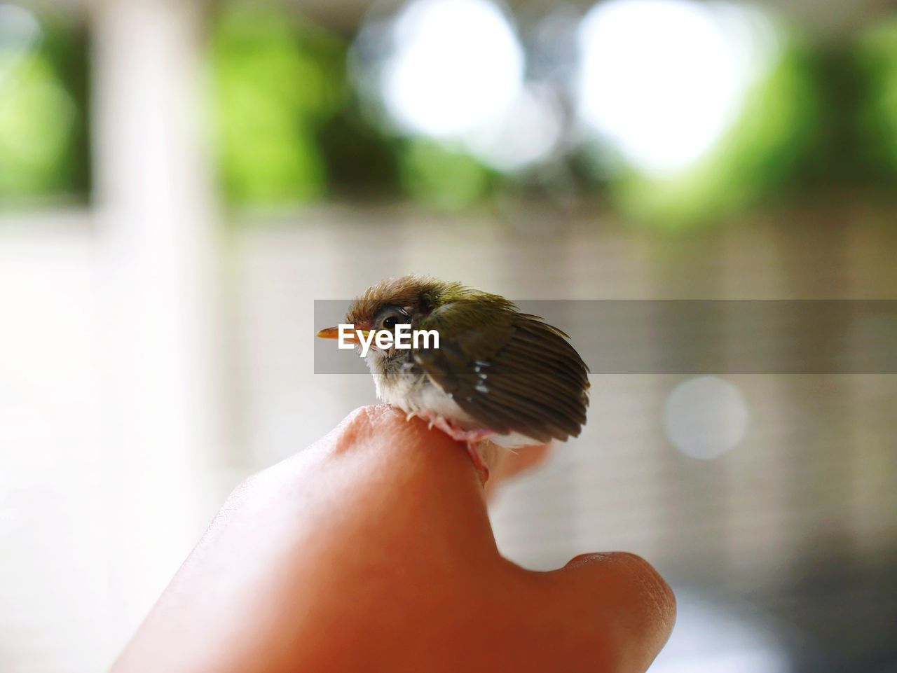 CLOSE-UP OF HAND HOLDING BIRD PERCHING ON FINGER
