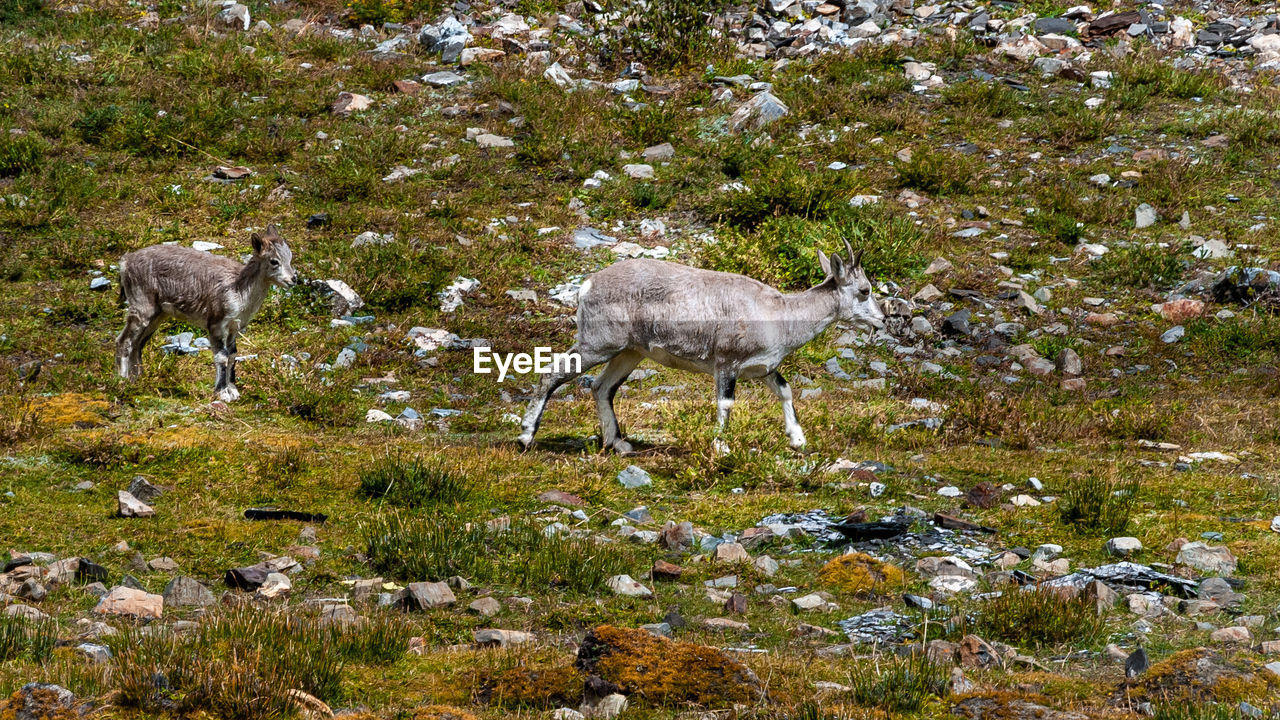 Two young himalayan blue sheep in the wild