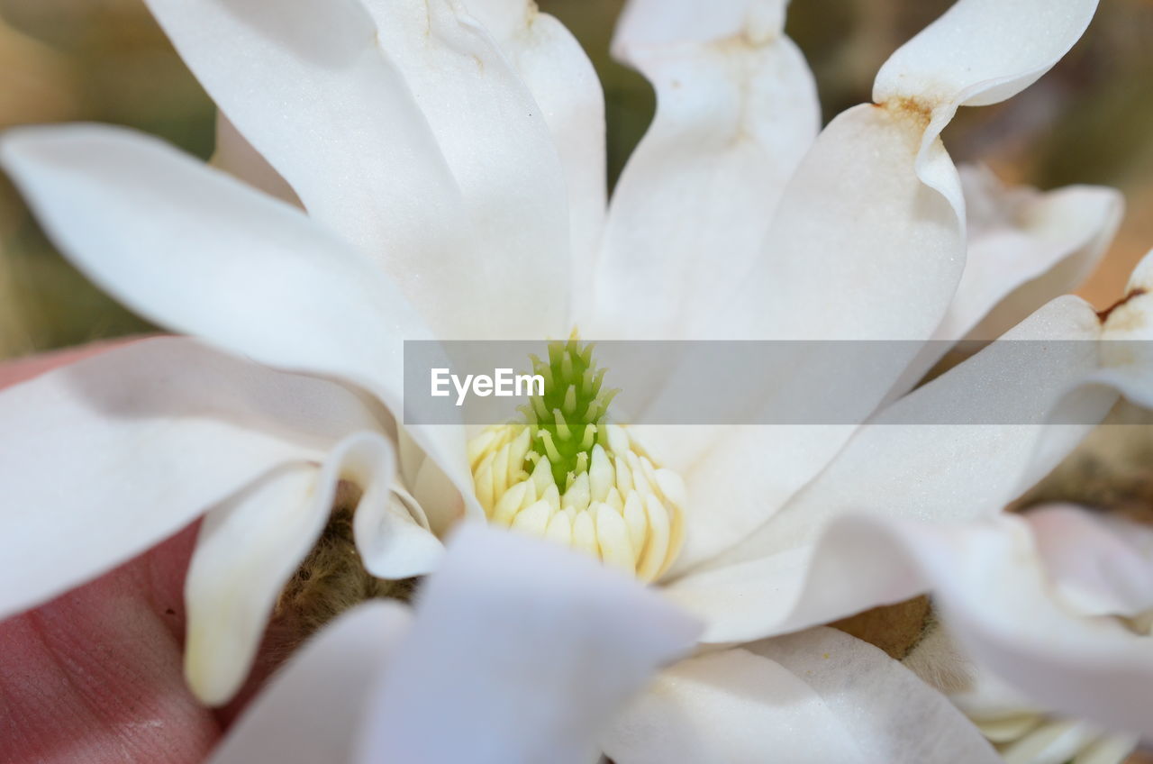 CLOSE-UP OF WHITE ROSE FLOWER