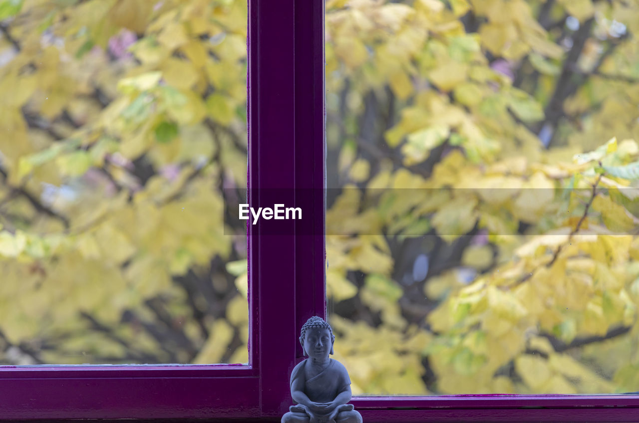CLOSE-UP OF WINDOW ON TREE