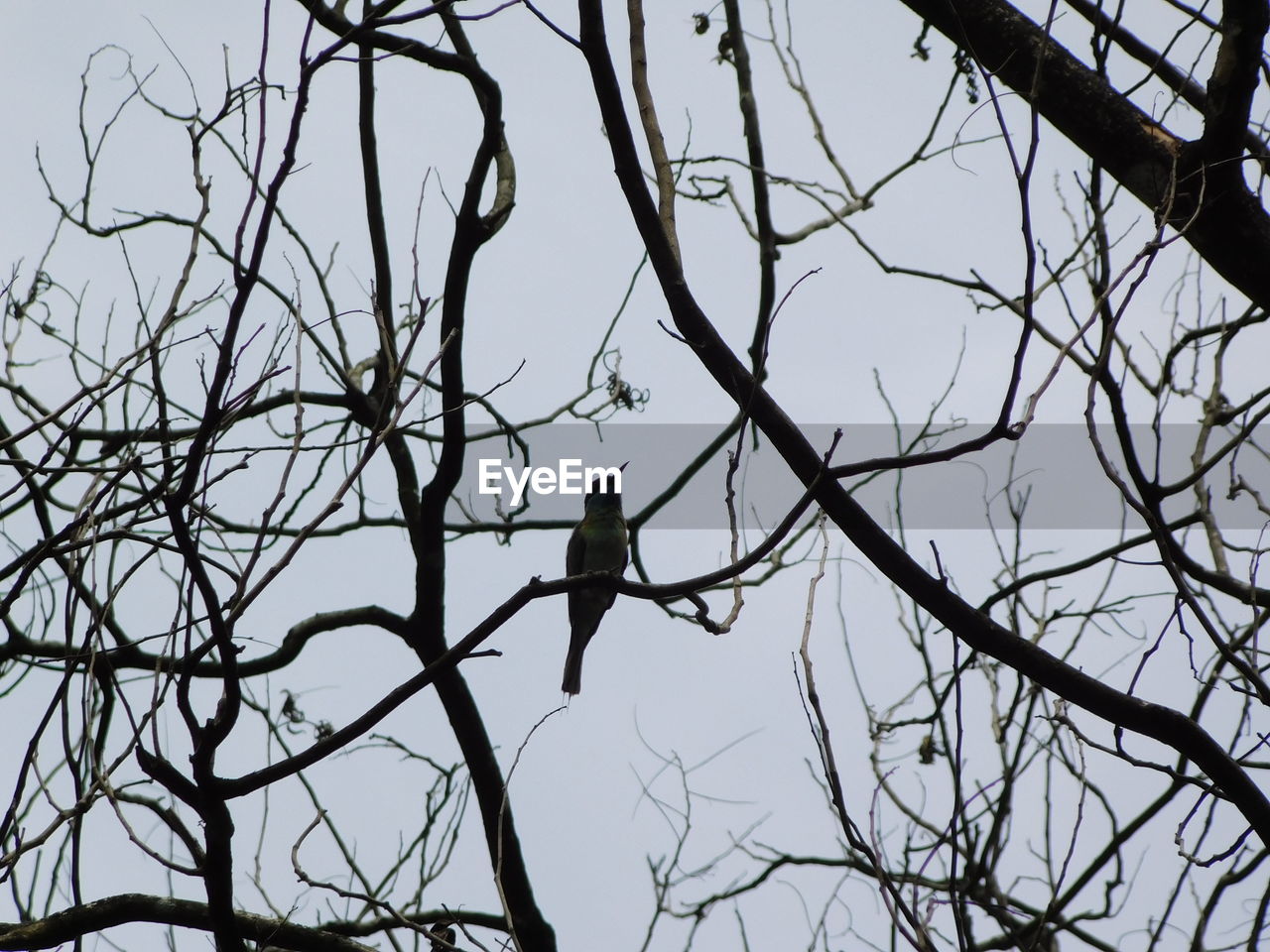 LOW ANGLE VIEW OF BIRDS PERCHING ON BARE TREE