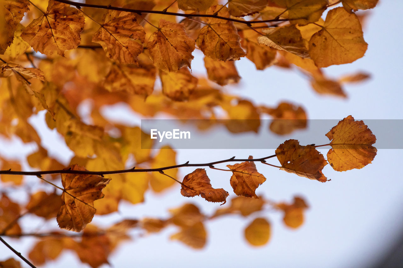 CLOSE-UP OF AUTUMN LEAVES ON TREE