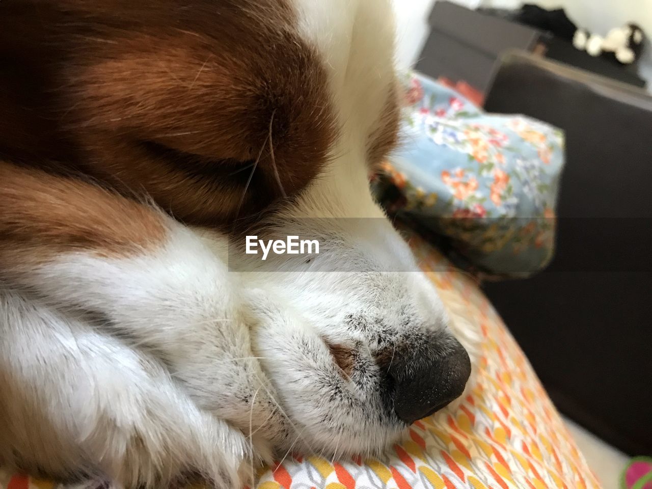 CLOSE-UP OF DOG SLEEPING ON BED