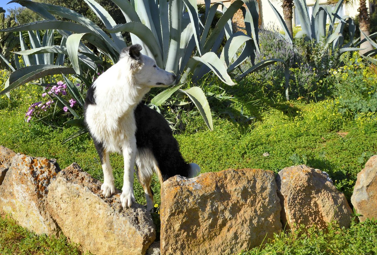 View of animal on rock | ID: 122221903