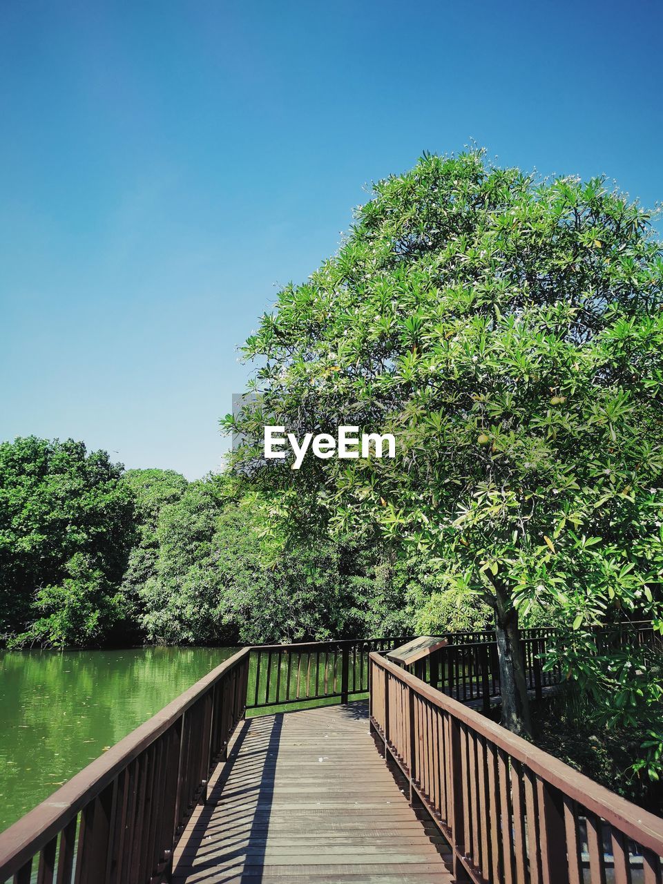 plant, tree, railing, nature, green, sky, bridge, architecture, no people, the way forward, beauty in nature, built structure, footbridge, growth, tranquility, day, water, footpath, flower, outdoors, wood, leaf, tranquil scene, scenics - nature, clear sky, foliage, forest, sunlight, lush foliage, blue, non-urban scene, walkway