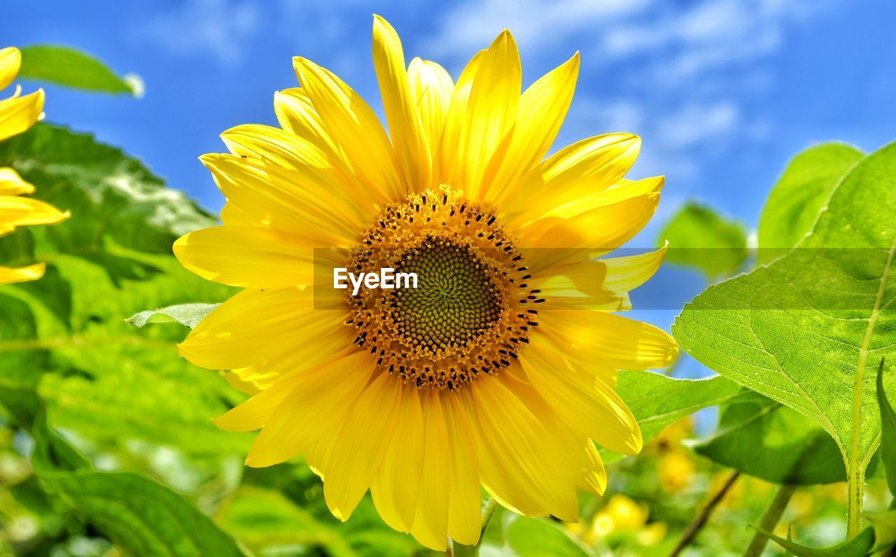 CLOSE-UP OF SUNFLOWER AGAINST YELLOW FLOWER
