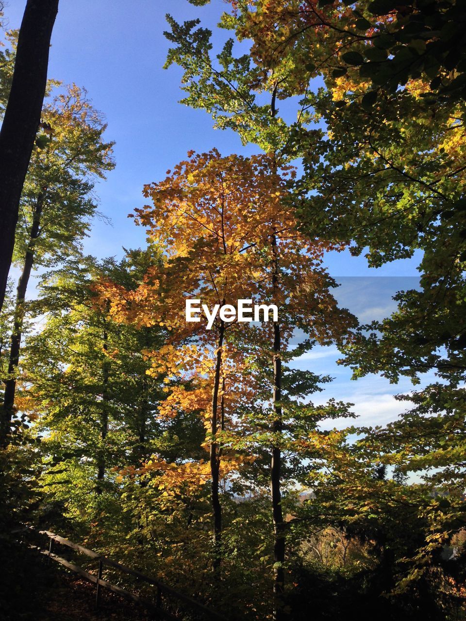 LOW ANGLE VIEW OF TREES IN THE FOREST
