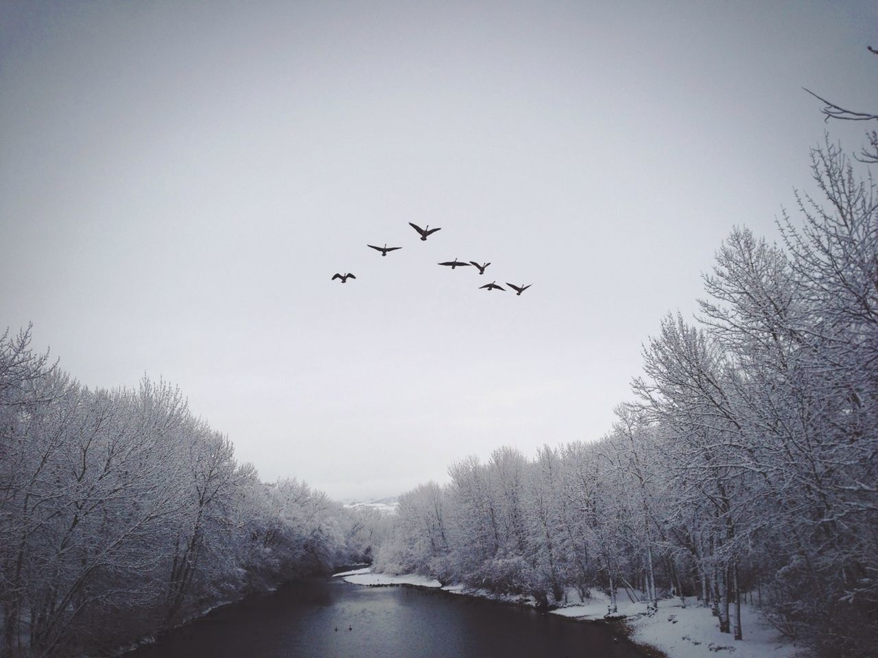 Low angle view of birds flying over countryside lake in winter