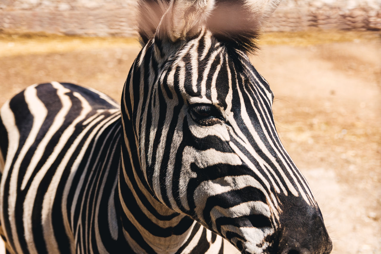 Portrait of an african zebra.